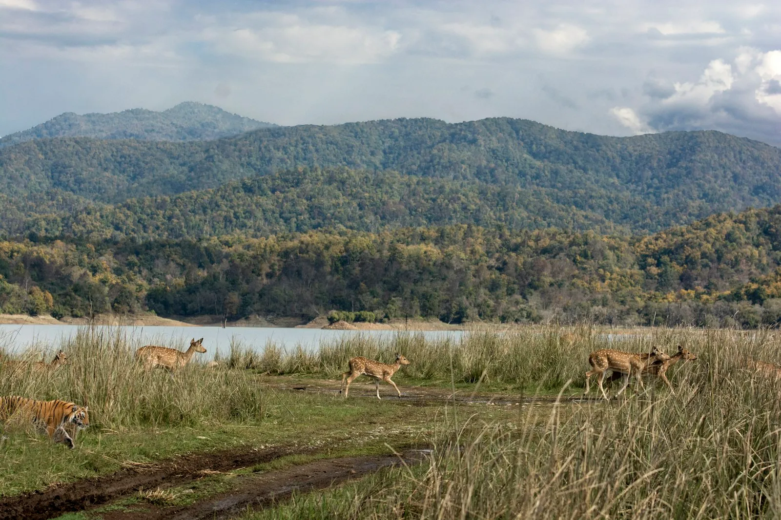 Cades Cove Campground Review: Wildlife, the Loop & Year-Round Camping (2026)